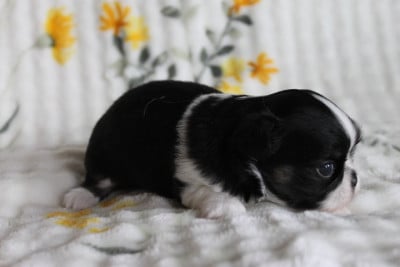 Les chiots de Chihuahua