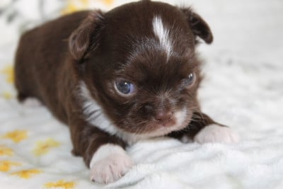 Les chiots de Chihuahua