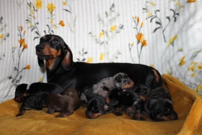 Chiot - Teckel poil ras