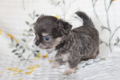 Les chiots de Chihuahua