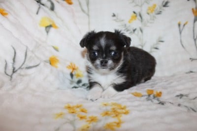 Les chiots de Chihuahua