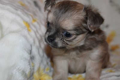 Les chiots de Chihuahua
