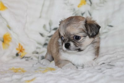 Les chiots de Chihuahua