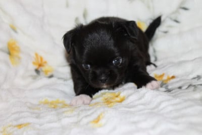 Les chiots de Chihuahua