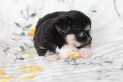 Les chiots de Chihuahua