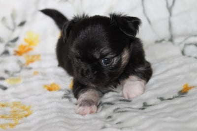 Les chiots de Chihuahua