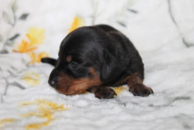 Les chiots de Teckel poil ras