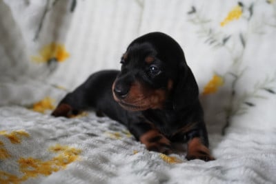 Les chiots de Teckel poil ras