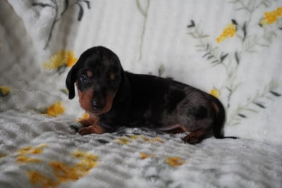 Les chiots de Teckel poil ras