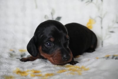 Les chiots de Teckel poil ras