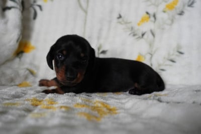 Les chiots de Teckel poil ras