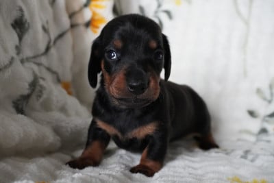 Les chiots de Teckel poil ras