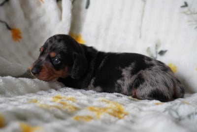 Les chiots de Teckel poil ras