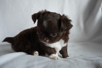Les chiots de Chihuahua