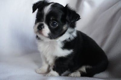 Les chiots de Chihuahua