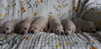 Les chiots de Golden Retriever