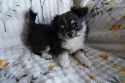 Les chiots de Chihuahua