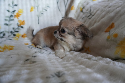 Les chiots de Chihuahua