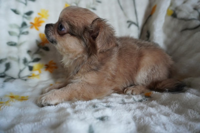 Les chiots de Chihuahua