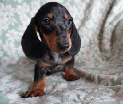 Les chiots de Teckel poil ras