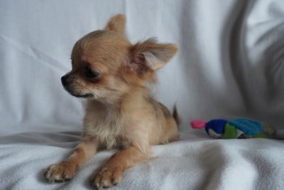Les chiots de Chihuahua