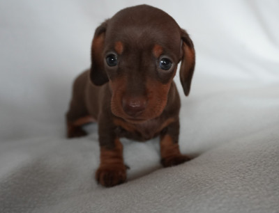 Les chiots de Teckel poil ras