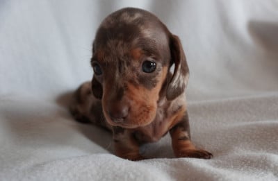 Les chiots de Teckel poil ras