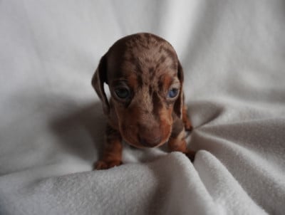 Les chiots de Teckel poil ras