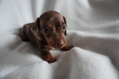 Les chiots de Teckel poil ras