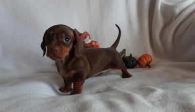 Les chiots de Teckel poil ras