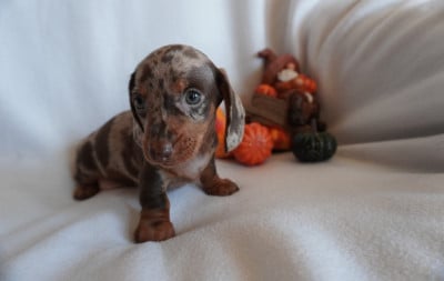 Les chiots de Teckel poil ras