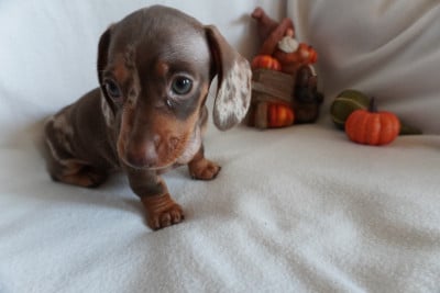 Chiot N°1 - Teckel poil ras
