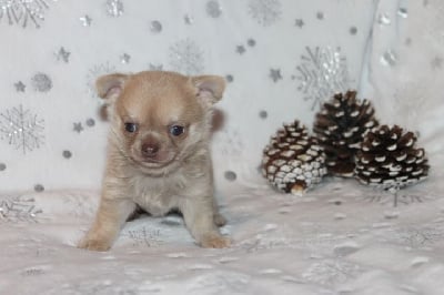 Les chiots de Chihuahua