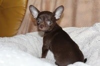Chihuahua - Des Joyaux De La Sambre