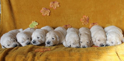 Les chiots de Golden Retriever
