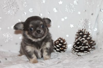 Les chiots de Chihuahua