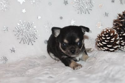 Les chiots de Chihuahua