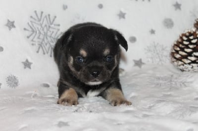 Les chiots de Chihuahua