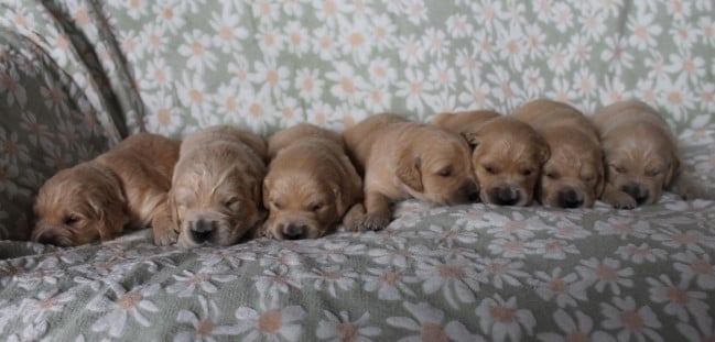 Golden Retriever - Des Joyaux De La Sambre