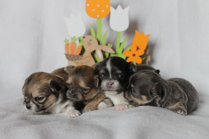 Chihuahua - Des Joyaux De La Sambre