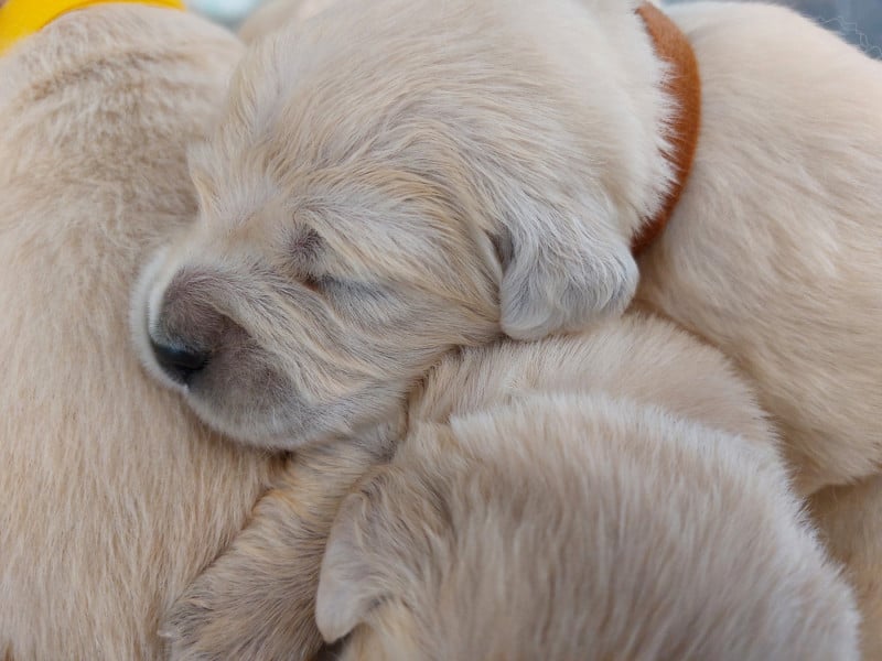 Golden Retriever - Des Joyaux De La Sambre