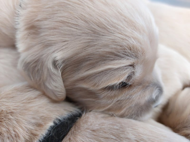 Golden Retriever - Des Joyaux De La Sambre