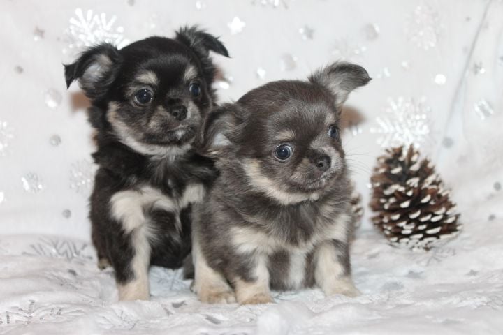 Chihuahua - Des Joyaux De La Sambre