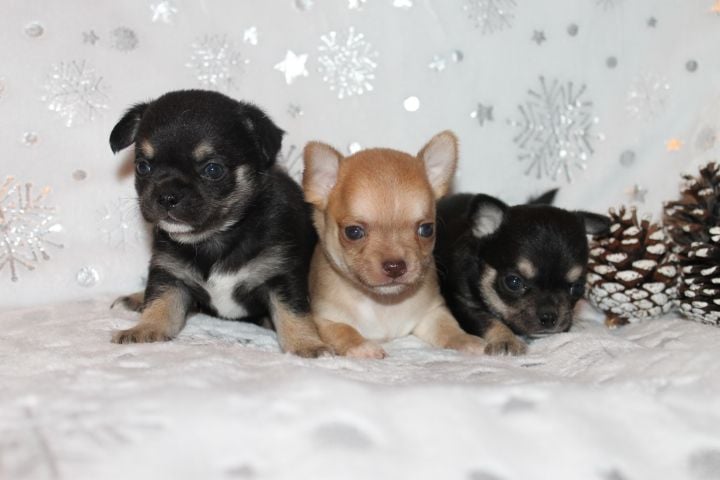 Chihuahua - Des Joyaux De La Sambre