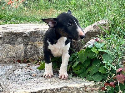 TARA du Mas de la Vilanova - Bull Terrier Miniature