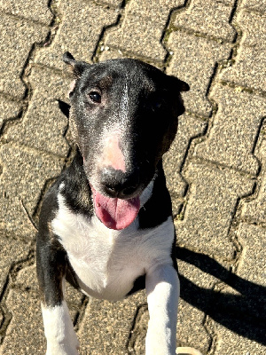 Les chiots de Bull Terrier Miniature