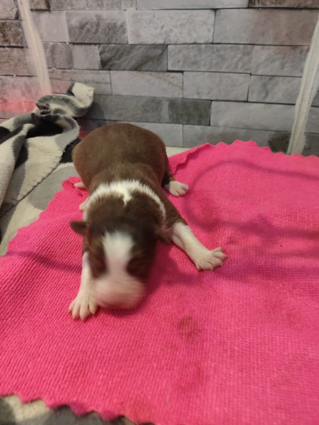 Rouge tricolore yeux bleus