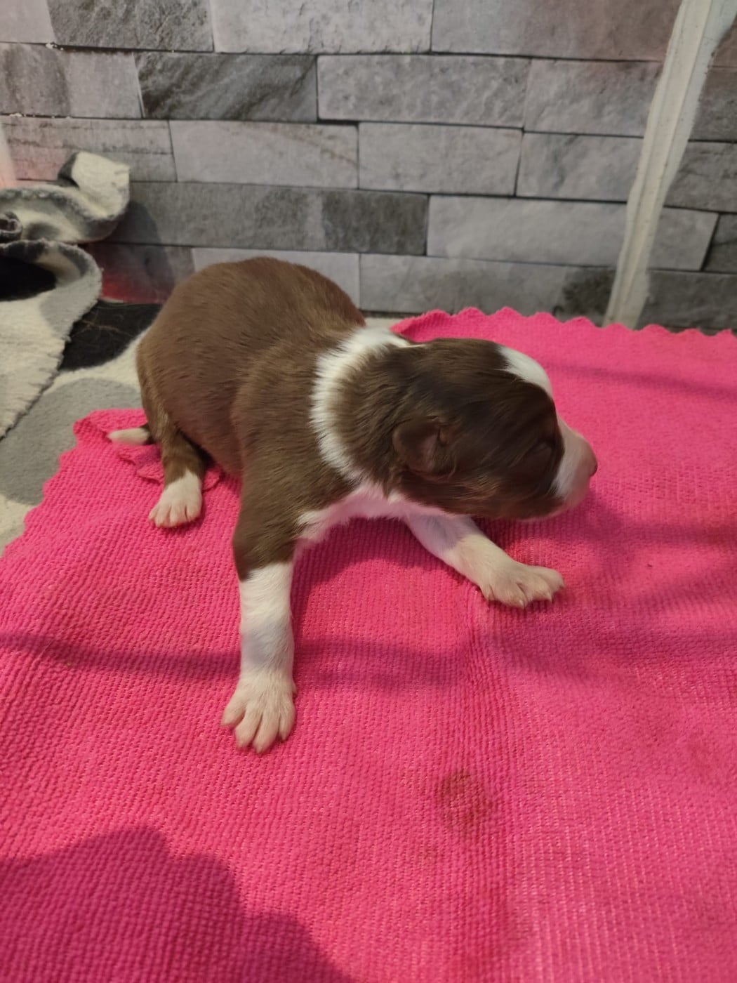 Rouge tricolore yeux bleus