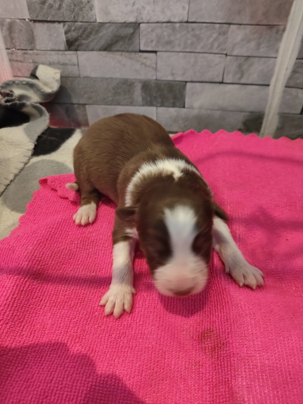 Rouge tricolore yeux bleus