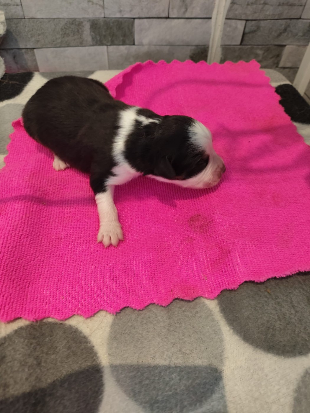 noire tricolore yeux bleus